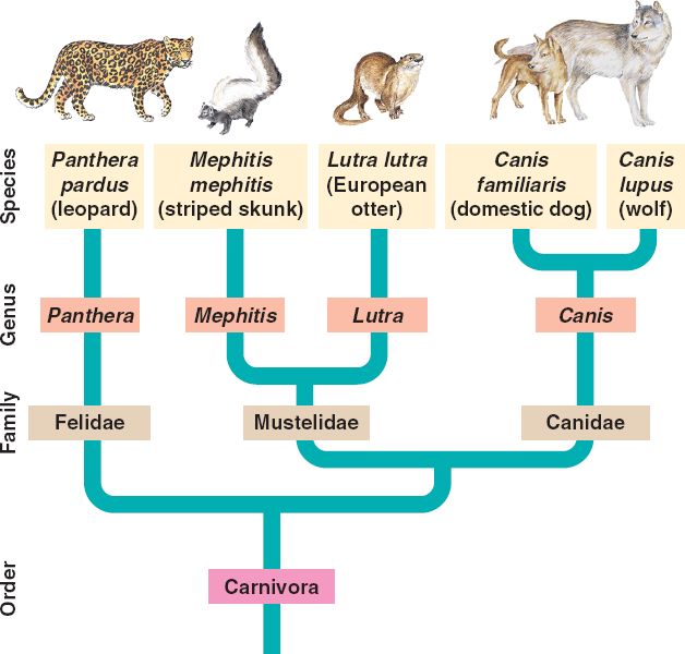 phylogenetic tree carnivora
